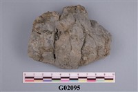 藏品(螃蟹(疙瘩若蟹))的圖片